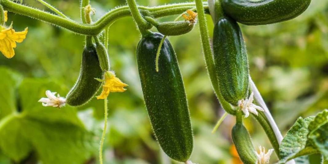 Artık salatalık yemek de riskli! Tarım krizi büyüyor: ‘Fluopyram’ kimyasalı resmen tehlike saçıyor 5